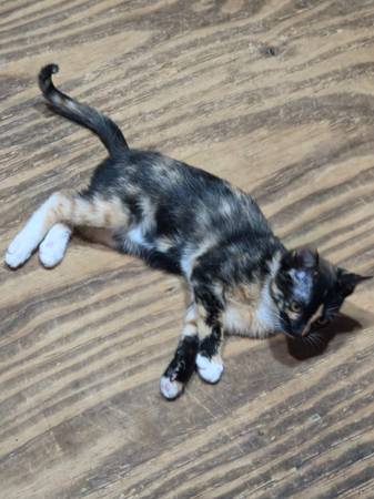 Free calico kitten