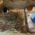 Guinea Pigs 8 thumbnail