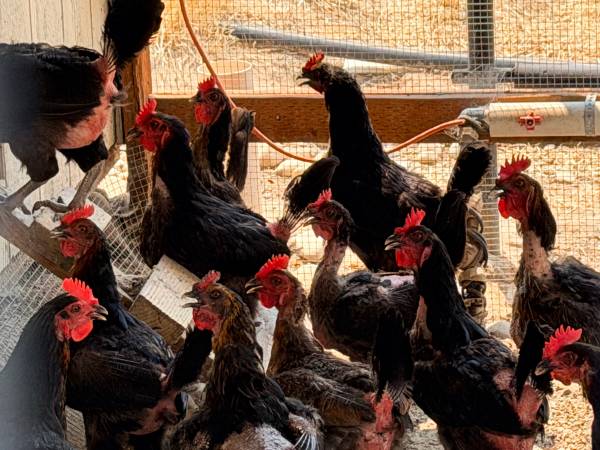 Laying Hens 1