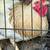 Hens/roosters for sale 13 thumbnail