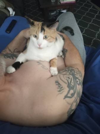 Free pregnant calico 1