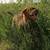 Lost dog 6 thumbnail