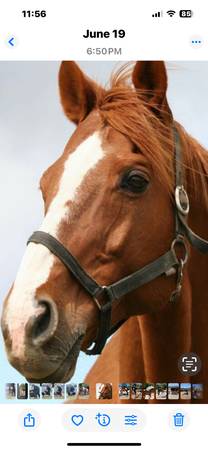 HORSE STABLES help wanted (Albuq) 1