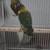 Lovebirds 1 thumbnail