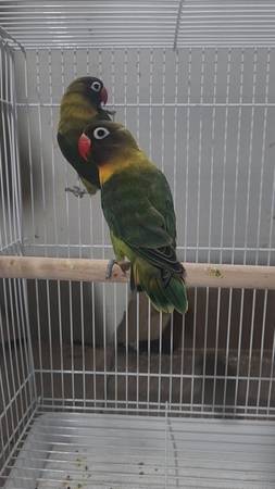 Lovebirds 1
