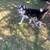 Frosty the Husky needs a home 1 thumbnail