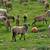 lambs / sheep/ rams 5 thumbnail