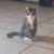Male tabby young cat  for adoption 2 thumbnail