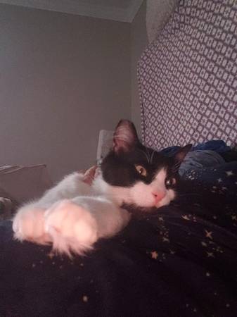 Sweet Cat Is Looking To Be Adopted (hayward / castro valley)63683376851585120