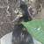 Simeon's cat 3 thumbnail