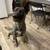 Rehoming my Dutch Shepherd mix – $50 rehoming fee 6 thumbnail