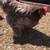 Laying Hens 1 thumbnail