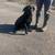 Black Lab 3 thumbnail