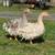 Sebastopol geese 7 thumbnail