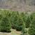 Trees for Landscaping 1 thumbnail