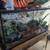 Sweet Ball Python Looking for Home 4 thumbnail