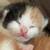 Manx Kittens! 3 thumbnail