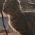 Female Bengals 19 thumbnail