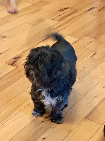Senior Shihtzu (Telford)63968813086851121