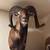 Two ram mounts 1 thumbnail