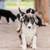 Aussie/Border Collie Mix Puppies 2 thumbnail
