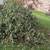 REMOVE CUT TREE BRANCHES/WOOD 1 thumbnail