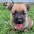 Jack Russell/ Cairn Terrier 1 thumbnail