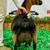 Nigerian dwarf bottle buckling 5 thumbnail