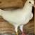 Pigeons White Homers 2 thumbnail