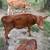 Red Dexter Heifer 2 thumbnail