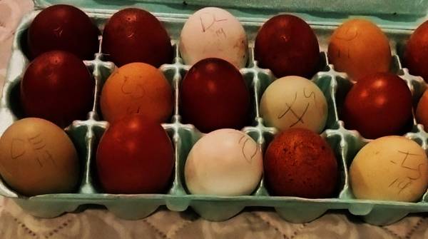 LOOK! 12 SPECIAL ASSORTMENT of RARE HATCHING EGGS!!!! 1