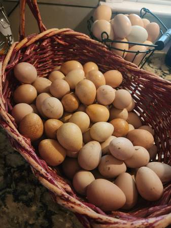 Guinea keets & hatching eggs 1