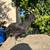 Gallinas/hens/pullets/gallos 8 thumbnail
