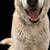 FOUND DOG 2 thumbnail