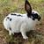 Mini Rex Bunnies 1 thumbnail