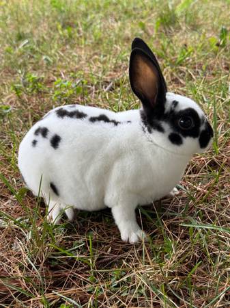 Mini Rex Bunnies 1
