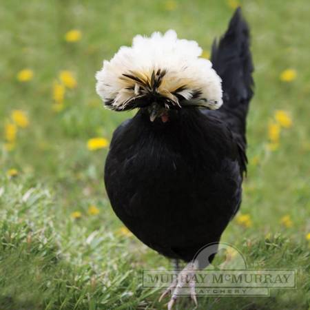 White crested black Polish chickens 1