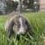 Brown and White Holland Lop Bunny with Blue Eyes 1 thumbnail