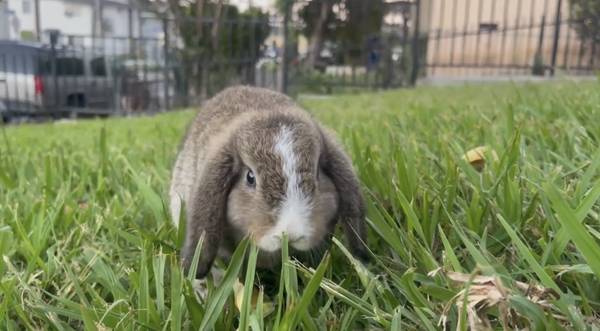 Brown and White Holland Lop Bunny with Blue Eyes 1