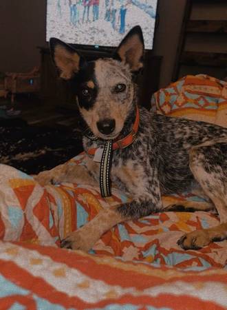 Hembra blue heeler (Raleigh)