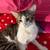 Free cats 4 thumbnail