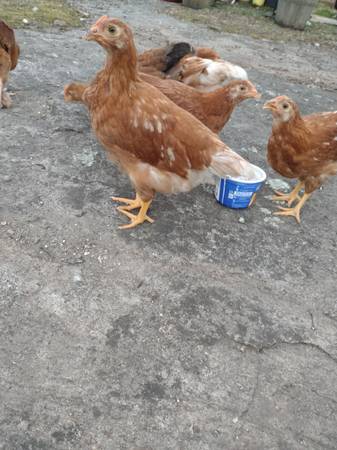 Chickens 1