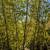 Black Bamboo 🎍 14 thumbnail