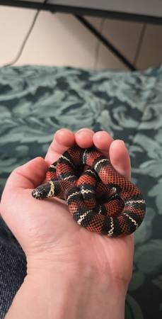 Black Milk Snake + Enclosure (Olympia)64293517858049122