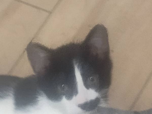 Kitten in need of home (Takoma Park)63897787223298120