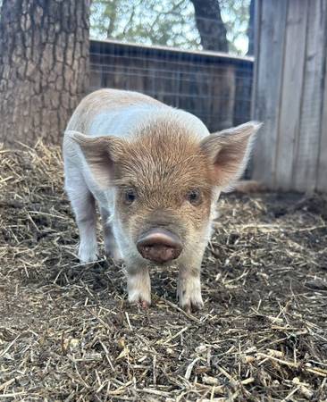 Kunekune breeding pair - kune kune 1