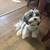 Havanese 1 thumbnail