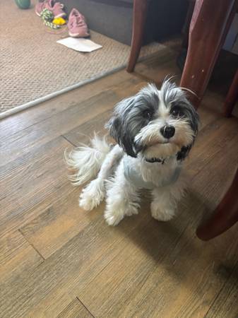 Havanese 1