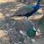 Peacocks 2 thumbnail