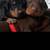 Doberman/pups/60443 1 thumbnail